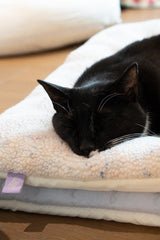 New Funfetti Pastry Bed