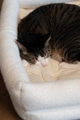 Dubu Bed