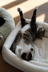 Dubu Bed