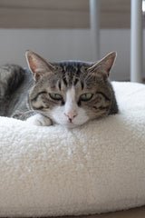 Tabby cat napping on white sherpa Marshmallow Pudding Bed, showing bolster edge