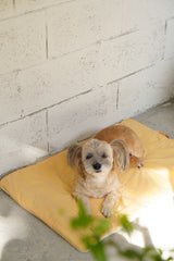 Lemon Roll-Up Bed