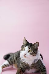Bridgerton Puff Collar