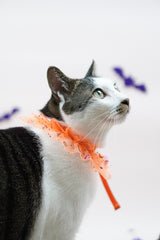 Trick-O-Treat Cape