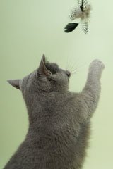 Butterfly Feather Teaser
