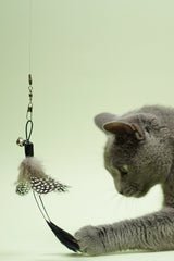 Butterfly Feather Teaser